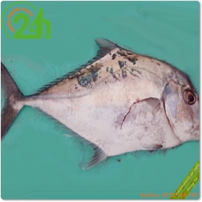 Picture of CÁ BÈ LÃO