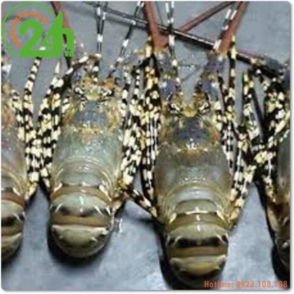 Picture of Tôm Hùm Bông  (2 con 1kg)