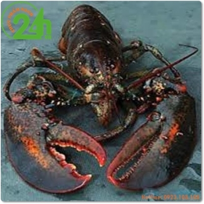 Picture of TÔM HÙM CANADA (1 - 5kg)